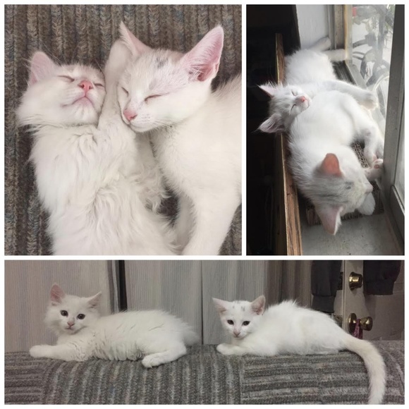 Cute Clothes that support Cute Cats! - Picture 4 of 8